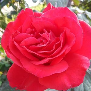 Meet your Posher, Estela